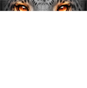 Máy rửa bát 15 bộ Junger Leopard DWJ-143